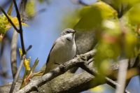 Lesser Whitethroat (Sylvia curruca)