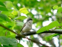 Lesser Whitethroat (Sylvia curruca)