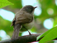 Lesser Whitethroat (Sylvia curruca)
