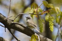 Lesser Whitethroat (Sylvia curruca)