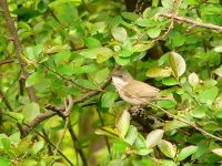 Lesser Whitethroat (Sylvia curruca)