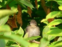 Lesser Whitethroat (Sylvia curruca)