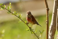 Fanello (Carduelis cannabina)