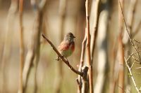 Fanello (Carduelis cannabina)