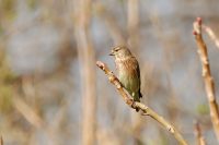 Fanello (Carduelis cannabina)