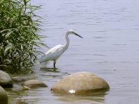 Little Egret (Egretta garzetta)