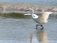 Little Egret (Egretta garzetta)