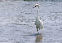 Little Egret (Egretta garzetta)