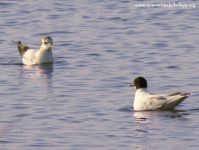 Gabbianello (Larus minutus)