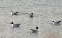 Gabbianello (Larus minutus)