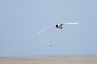 Gabbianello (Larus minutus)