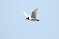Gabbianello (Larus minutus)
