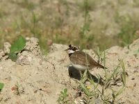 Corriere piccolo (Charadrius dubius)