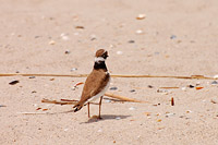 Corriere piccolo (Charadrius dubius)