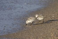 Little Stint (Calidris minuta)