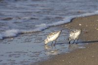 Little Stint (Calidris minuta)