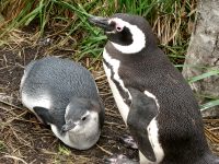 Magellan-Pinguin (Spheniscus magellanicus)