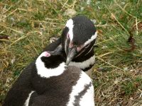 Magellan-Pinguin (Spheniscus magellanicus)