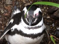 Magellan-Pinguin (Spheniscus magellanicus)
