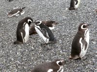 Magellan-Pinguin (Spheniscus magellanicus)