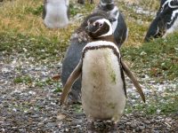 Magellan-Pinguin (Spheniscus magellanicus)