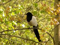 Magpie (Pica pica)