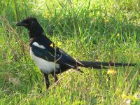 Magpie (Pica pica)