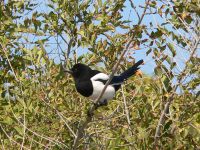 Magpie (Pica pica)