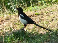 Magpie (Pica pica)