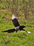 Magpie (Pica pica)