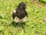 Magpie (Pica pica)