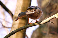 Mallard (Anas platyrhynchos)