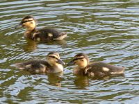 Mallard (Anas platyrhynchos)