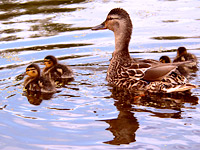 Mallard (Anas platyrhynchos)