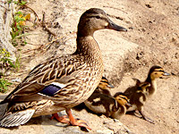 Mallard (Anas platyrhynchos)
