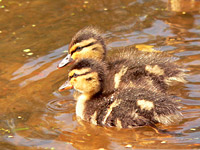 Mallard (Anas platyrhynchos)