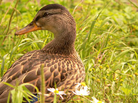 Mallard (Anas platyrhynchos)