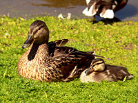 Mallard (Anas platyrhynchos)