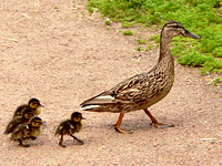 Mallard (Anas platyrhynchos)