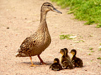 Mallard (Anas platyrhynchos)