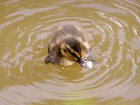 Mallard (Anas platyrhynchos)