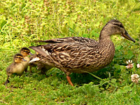 Mallard (Anas platyrhynchos)