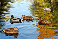 Mallard (Anas platyrhynchos)