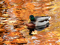 Mallard (Anas platyrhynchos)