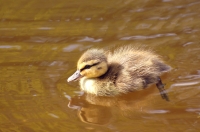 Mallard (Anas platyrhynchos)