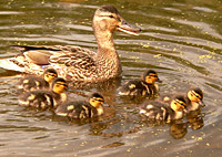 Mallard (Anas platyrhynchos)