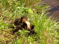 Mallard (Anas platyrhynchos)