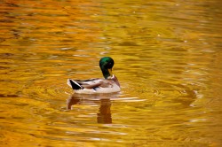 Mallard (Anas platyrhynchos)