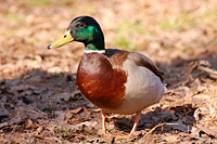 Mallard (Anas platyrhynchos)