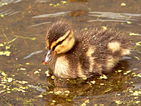 Mallard (Anas platyrhynchos)